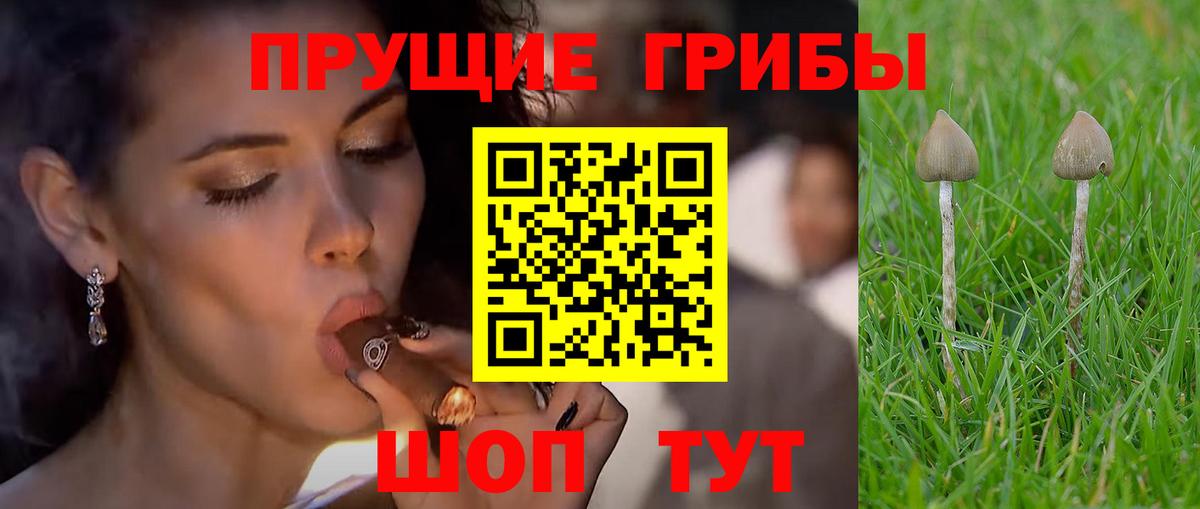 Псилоцибиновые грибы Cubensis Нурлат